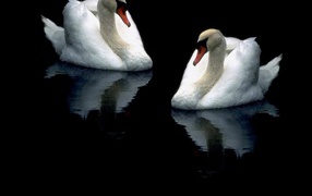 Белые лебеди