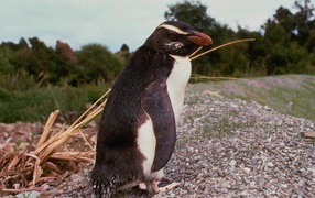 Пингвин на дороге