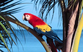 Большой попугай