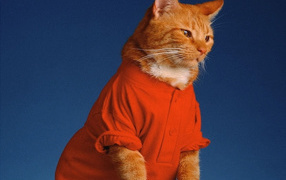 Кошка в одежде