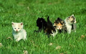 Котята малыши
