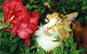 Кошка и цветок