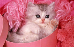 Котёнок в розовом