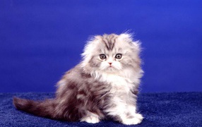 картинки с кошками