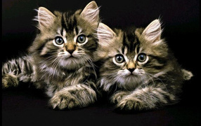 Полосатые кошки