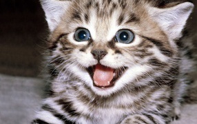 Полосатый усатый кот