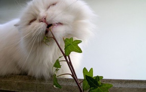 Кот ест растение