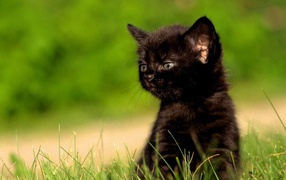 черненький котенок