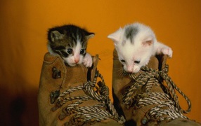 Котята в обуви