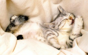 кошка картинка