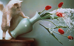 Кот хулиган