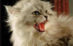 Персидская кошка