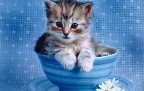 Котик в чашке