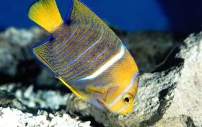 Рыба в полоску