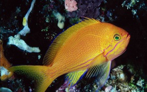 Золотая рыбка