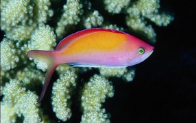 Жители моря