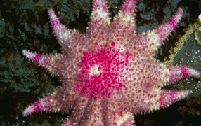 Морская звезда