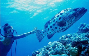 Большая морская рыба