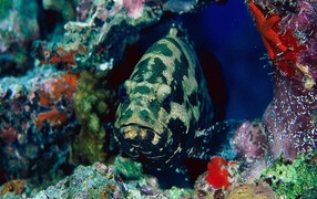 Глубинная рыба