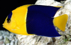 Жёлтая рыбка