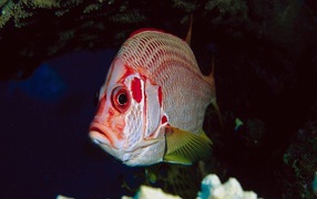 Рыба с красными полосками