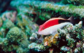 Красно-белая рыбка