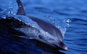 Дельфин