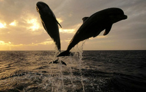 Дельфины в море