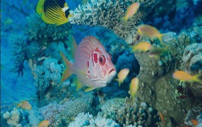 Экзотические морские рыбки