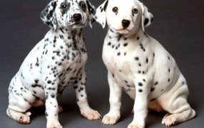 Два долматинца