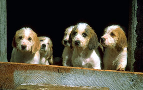 Маленькие щенки