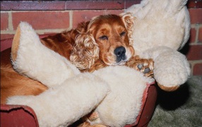 Спаниель с игрушкой