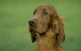 Красивая собака