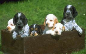 Щенята в ящике