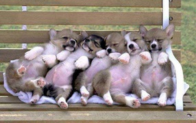 Новорожденные собаки