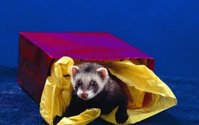 Зверёк в коробке