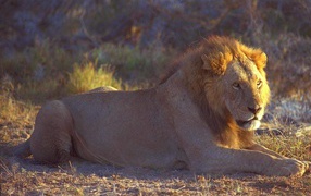 Лев на отдыхе