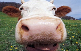 Рогатая корова