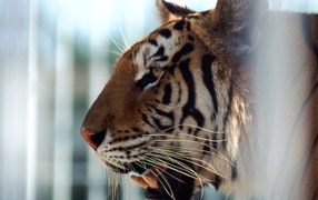 Тигр в клетке