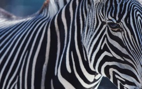 Африканская зебра