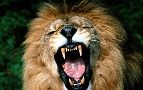 Стращный хищник лев