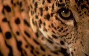 Глаза гепарда