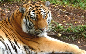 Тигр в зоопарке