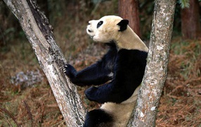Панда на стволе дерева