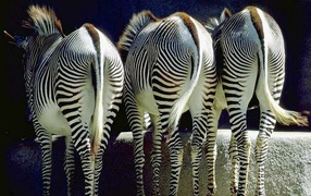 Зебры задом