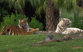 Тигры на траве