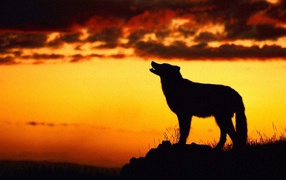 Волк при закате
