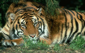 Спящий тигр
