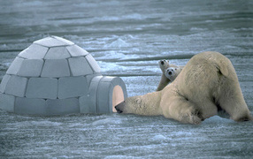 Медведь и Юрта