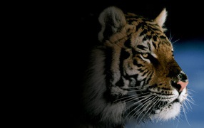 Картинка с тигром